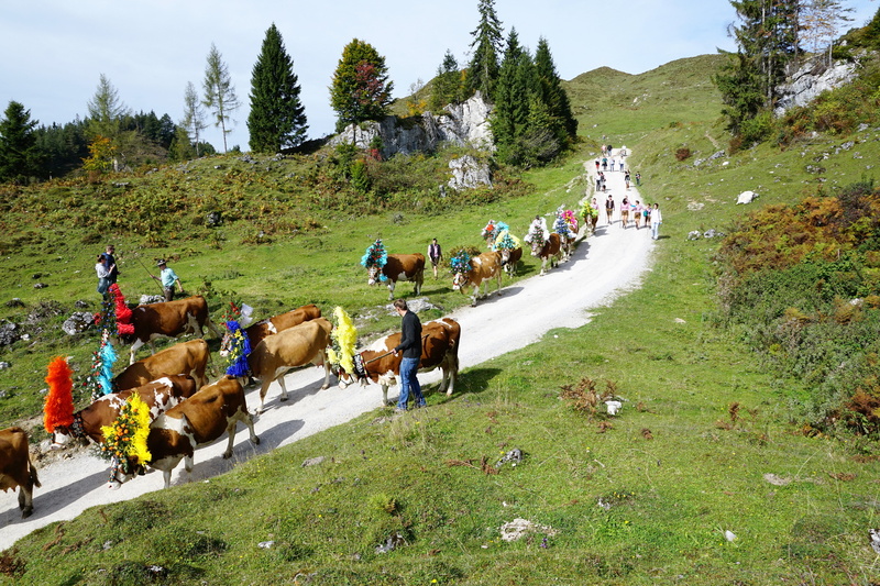 austria, domestic animals, sky, creative, bio, party, livestock, mountains, alpine, domestic, horse, alm, massif, group of animals, mountain, outdoors