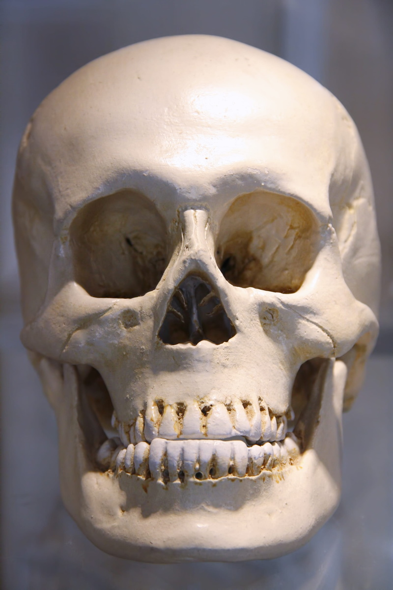 museum, representation, isolated, dead, scull, head, 2K, anatomy, human, body part, spooky, human skull, still life, human body part, skeleton, black