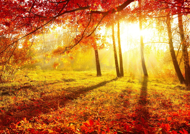 sunlight, scenics, rural Scene, red, color Image, yellow background, forest, environment, green Color, leaf, multi Colored, day, sun, trees, park - Man Made Space