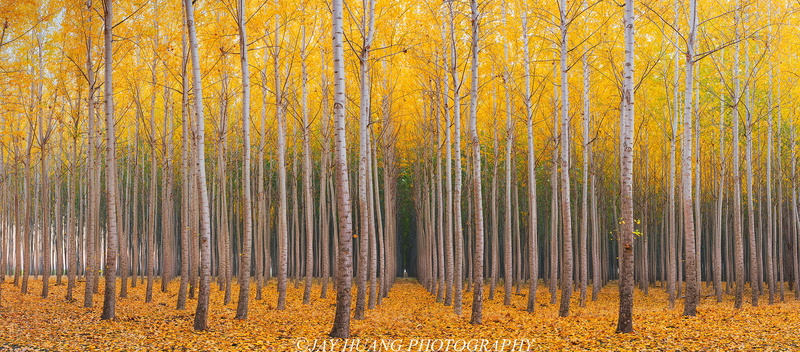 forest, nature, Yellow, Oregon, Tree Farm, Fall Colors, Geometry, trees, leafed, Leaves, Symmetry, Poplar Trees, Autumn, 1080P, Line Up, Carpet, Sunrise