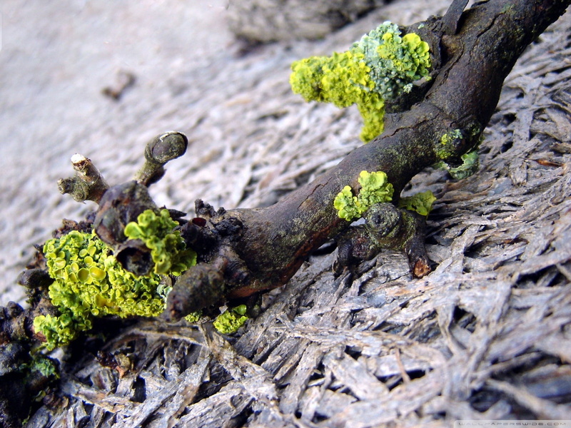 driftwood, nature, 1080P, macro, lichen