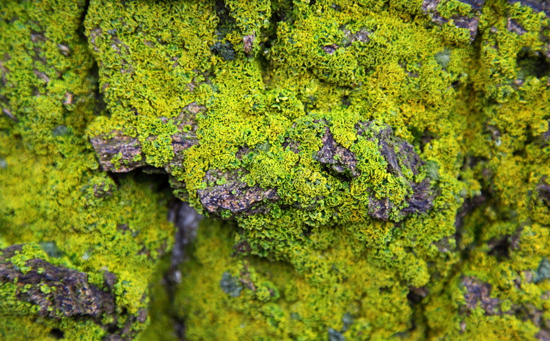 lichen, closeup, beauty in nature, Rock, selective focus, freshness, Aero, outdoors, green color, nature, growth, photography, full frame, Macro, day, 5K