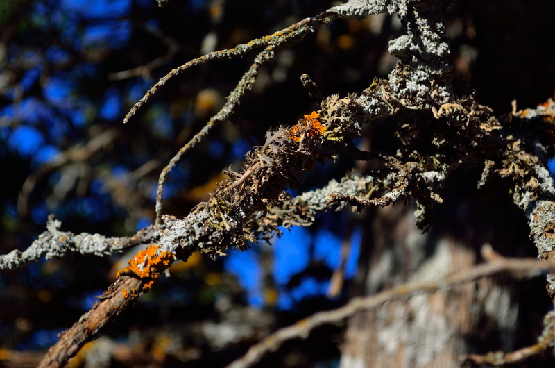 no people, day, ice, plant, selective focus, depth of field, outdoors, lichen, tree, tranquility, snow, growth, focus on foreground, frozen, branch, nature