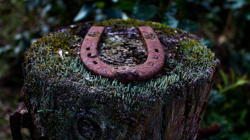 rust, day, 2K, forest, environment, lichen, tree stump, plant, wood, moss, decline, old, rainforest, macro, nature, metal, run-down, close-up, outdoors