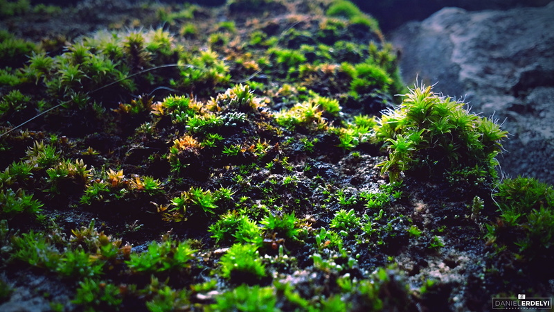 green color, no people, tree, field, photography, lichen, selective focus, moss, day, freshness, solid, land, beauty in nature, nature, 2K, rock, plant
