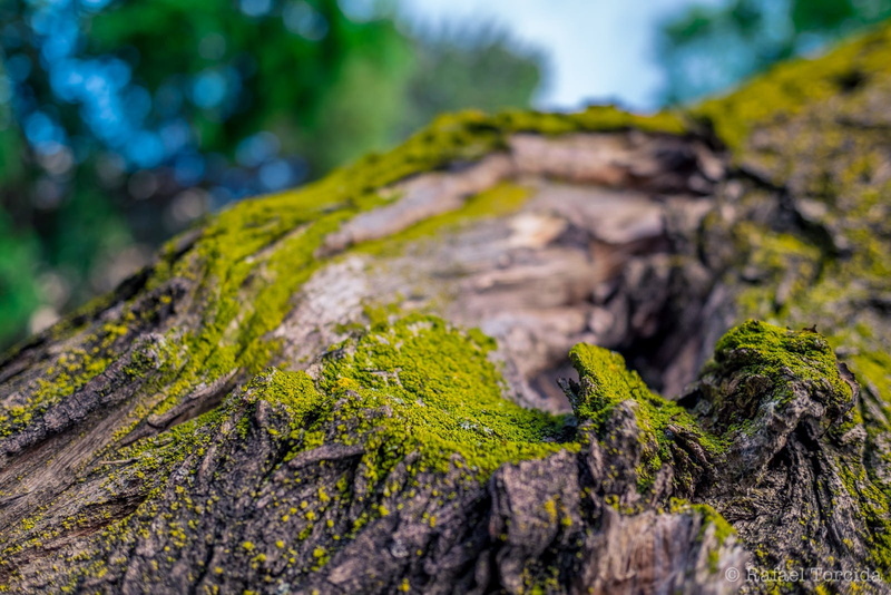 rock, macro, wood, textured, growth, plant bark, tree trunk, 720P, no people, lichen, wood - material, selective focus, plant, moss, trunk, outdoors, green color
