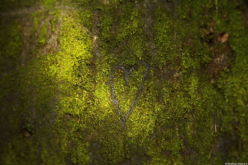 trunk, land, forest, Vosges, green color, covering, plant, no people, moss, selective focus, day, lichen, tranquility, close-up, 5K, macro, full frame