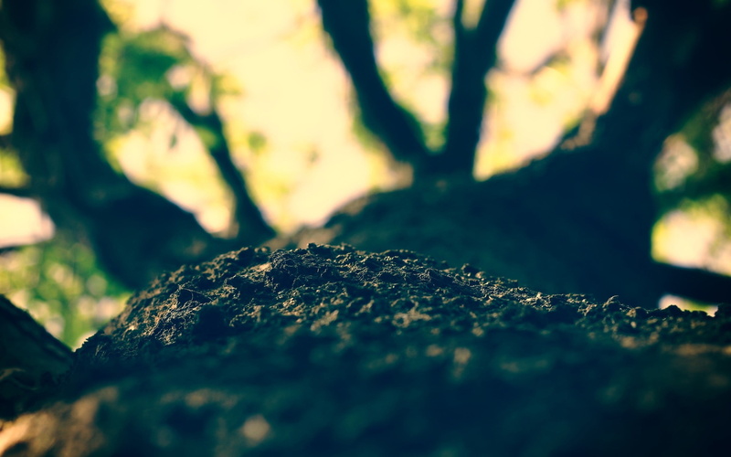 freshness, rough, filter, plant, leaf, beauty In Nature, 2K, land, summer, growth, defocused, tree trunk, no People, season, trees, grass, textured, abstract