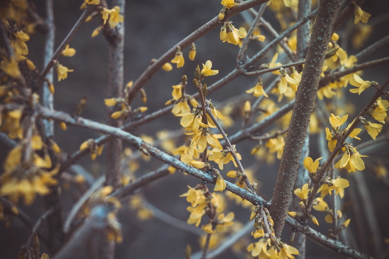 plant stem, vignette, Latvia, twig, plants, flowers, spring, tree, nature, tranquility, yellow, no people, beauty in nature, leaf, 720P, dry, lichen, Forsythia
