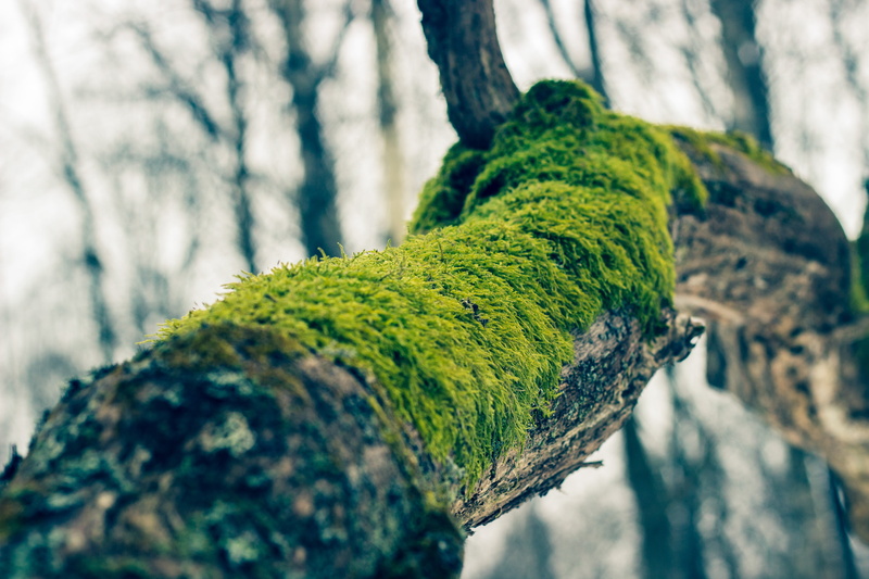 trees, outdoors, rough, tree trunk, plant, branch, 5K, trunk, nature, forest, close-up, lichen, Russia, green, growth, selective focus, tranquility, plant bark