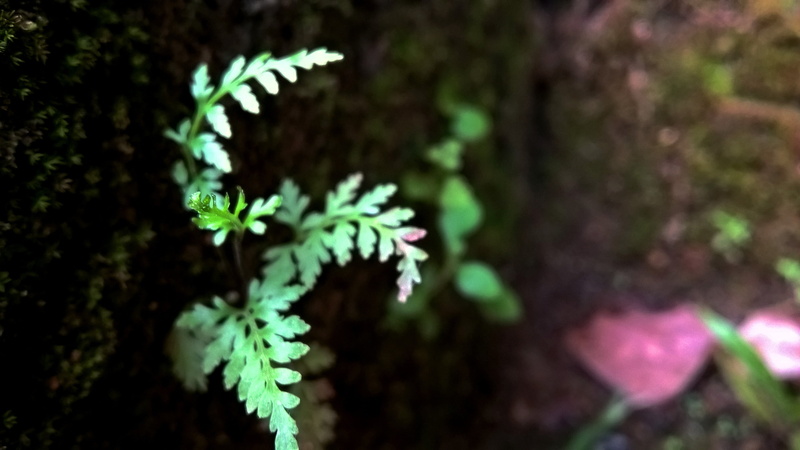 4K, lichen, freshness, beauty in nature, close-up, nature, vulnerability, outdoors, day, focus on foreground, growth, tree, leaf, selective focus, plant
