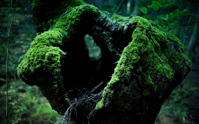 lichen, trunk, forest, tree, day, no people, 2K, tranquility, close-up, plant part, growth, rainforest, bark, moss, textured, covering, green, beauty in nature