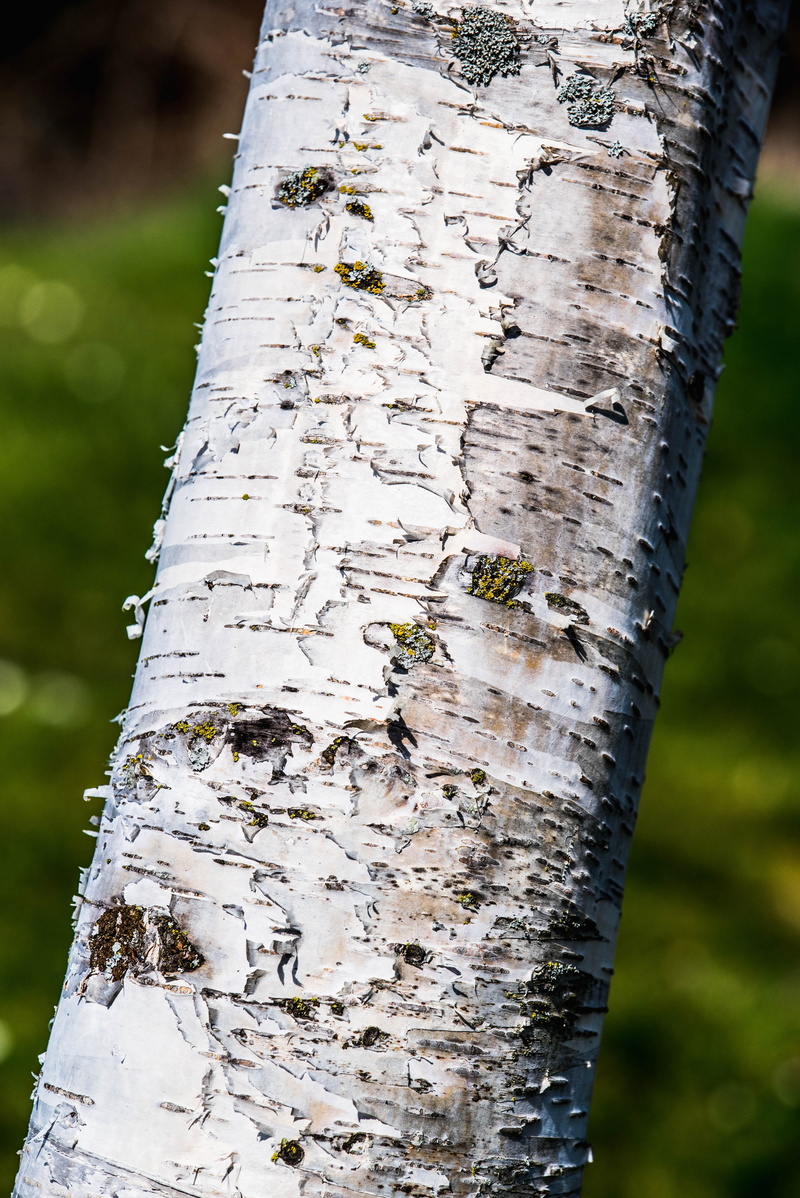focus on foreground, outdoors, background, no people, birch tree, close-up, wood, text, textured, plant bark, white, land, lichen, pattern, garden, plant
