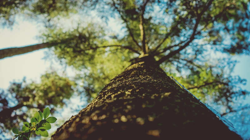 eye, directly below, worms eye view, springtime, no People, growth, low angle view, bark, environment, focus on foreground, freshness, trees, close-up