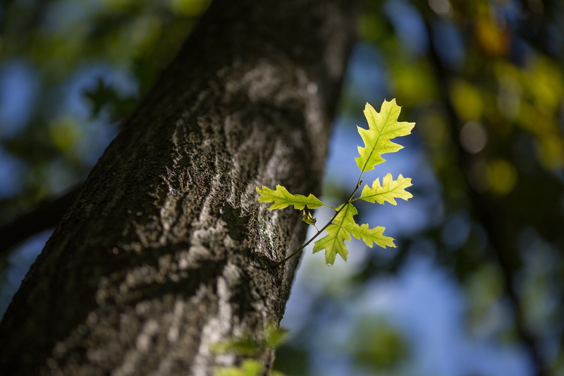 lichen, no people, 1080P, day, tree trunk, trees, trunk, branch, close-up, leaf, tree, beauty in nature, plants, selective focus, flower, spring, bark