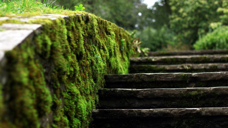 ladders, depth, nature, moss, macro, vegetation, field, blurred, 1080P, depth of field