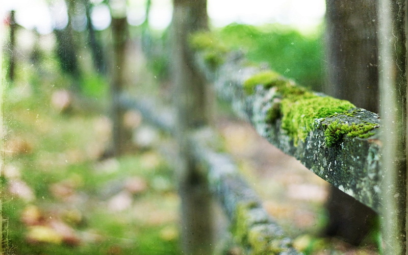 fence, 720P, hd, moss, nature, macro, blur