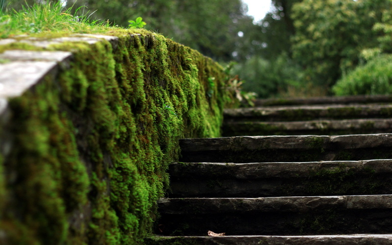 2K, hd, macro, nature, steps, moss, stairs