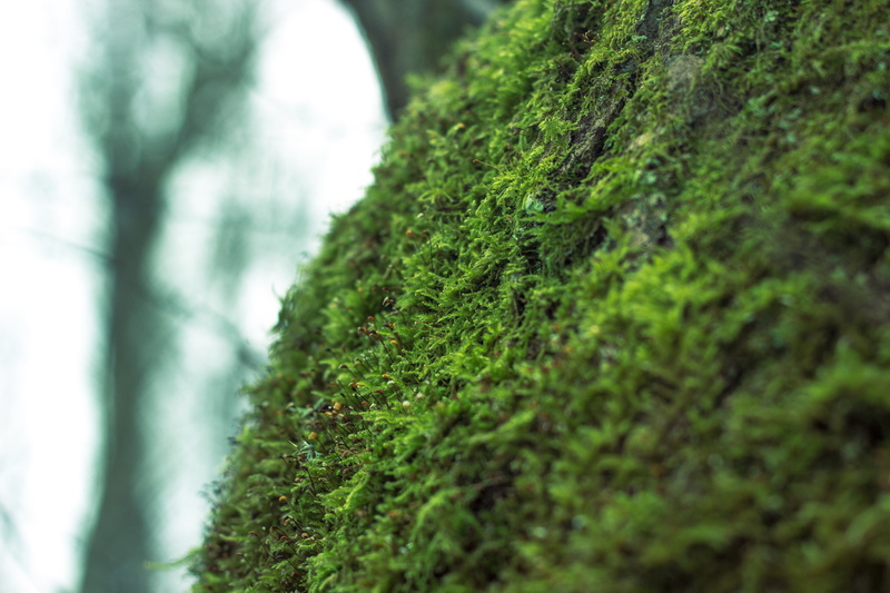 growth, Russia, backgrounds, outdoors, snow, selective focus, evergreen Tree, lichen, close-up, scenics, grass, land, green, moss, landscape, tree, focus on foreground
