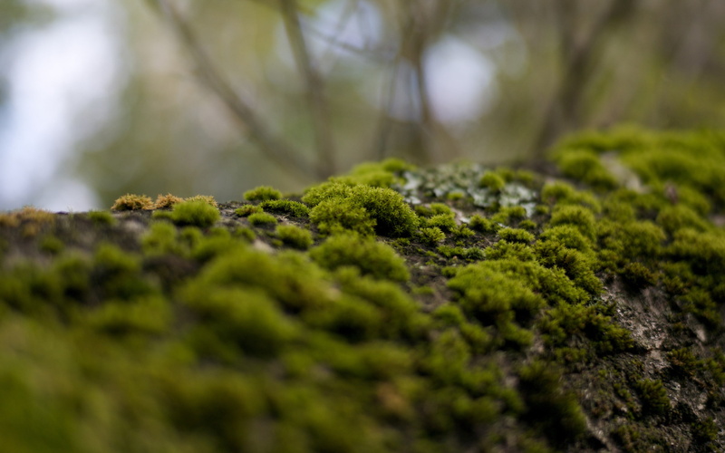 moss, macro, hd, nature, 2K