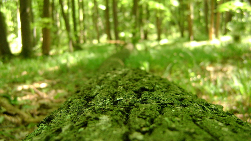 macro, blur, nature, 1080P, moss, hd, green