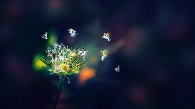 1080P, blur, nature, dandelion, hd, macro