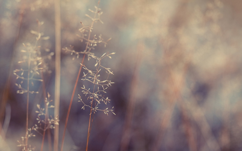 2K, nature, macro, blur, leaf, hd, warm, green, plant