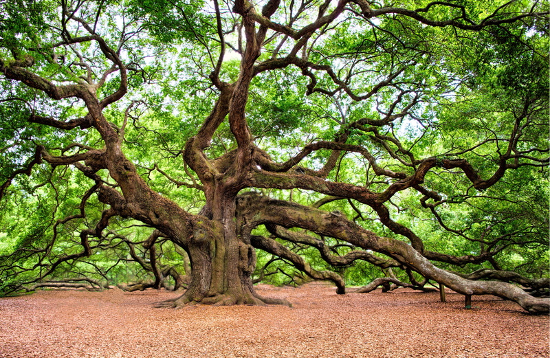 tranquility, no people, charleston, brown, field, branch, wall art, growth, nature, 5K, standing, land, tree trunk, soil, angel oak, non-urban scene, landscape