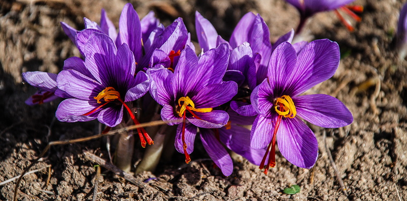 lilac, outdoors, flowering plant, crocus, flower head, flowerbed, petal, beauty in nature, nature, saffron, soil, petaled, flower, day, iris, vulnerability