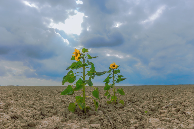 sunflower, brown soil, two, dirt, agriculture, mano, 5K, nada, growth, white, love, pareja, nature, Garcia, plant, daytime, white clouds, estepa, amor