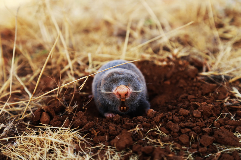 animal, one animal, 5K, animal wildlife, portrait, mammal, grass, soil, field, mole, day, high angle view, brown, vertebrate, dirt, rodent, selective focus