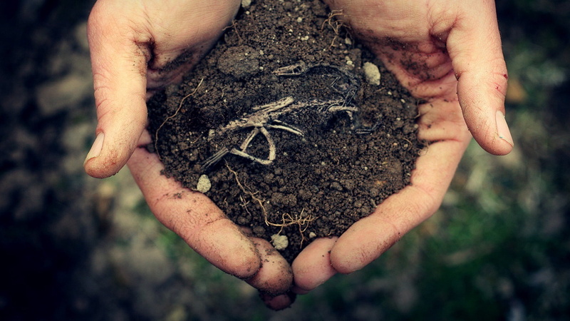 skeleton, one Person, mud, farmer, soil, people, concepts, brown, day, handful, human body part, hand, focus on foreground, invertebrate, environmental Conservation
