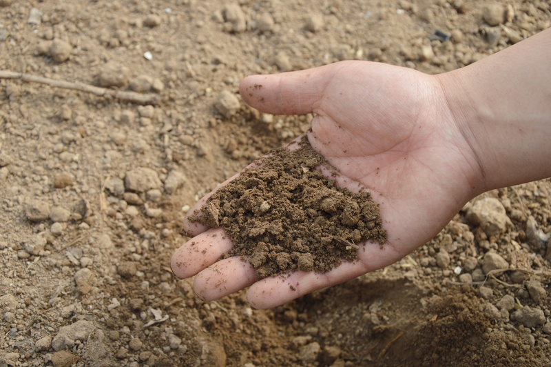 body part, agriculture, farm, hand, garden, fertilizer, unrecognizable person, compost, dirt, dirty, one person, worm, organic, soil, planting, close-up