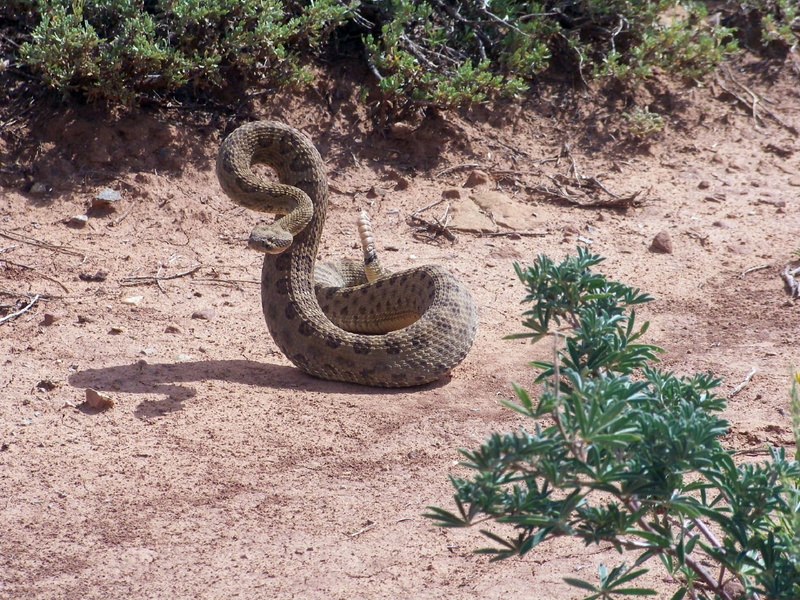 danger, soil, animals in the wild, land, nature, scales, coiled, Reptile, Wildlife, day, plant, crotalus viridis, lethal, field, sign, strike, growth, western