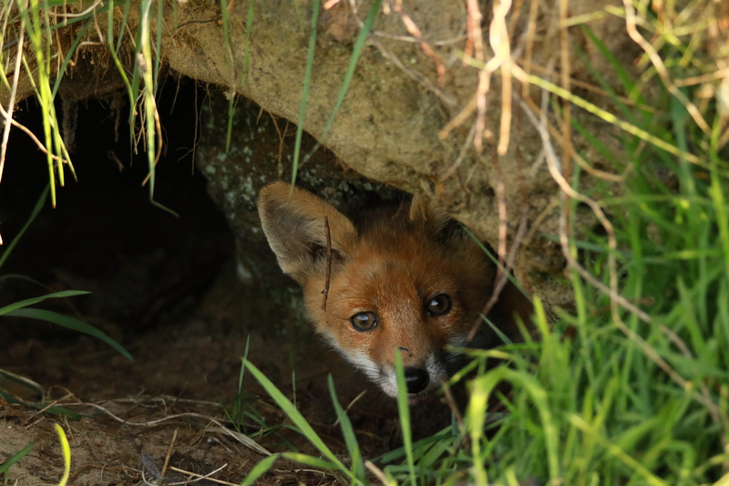 curious, grass, hole, no people, one animal, 5K, nature, animal wildlife, sweet, cute, young animal, soil, brown, abendstimmung, rarely, outdoors, small