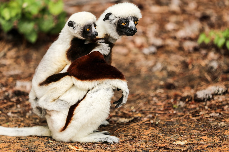 care, togetherness, lemur, coquerels sifaka, nature, group of animals, two animals, animal family, vertebrate, monkeys, two, 5K, brown, bird, propithecus coquereli