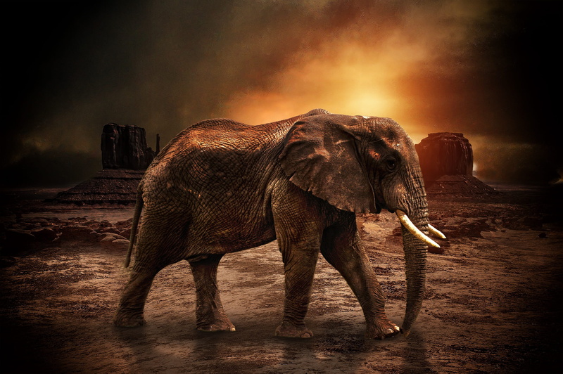 travel destinations, forest, animal wildlife, walking, 1080P, jungle, drinking, environment, water, sunset, elephant, alone, asian elephant, animal themes