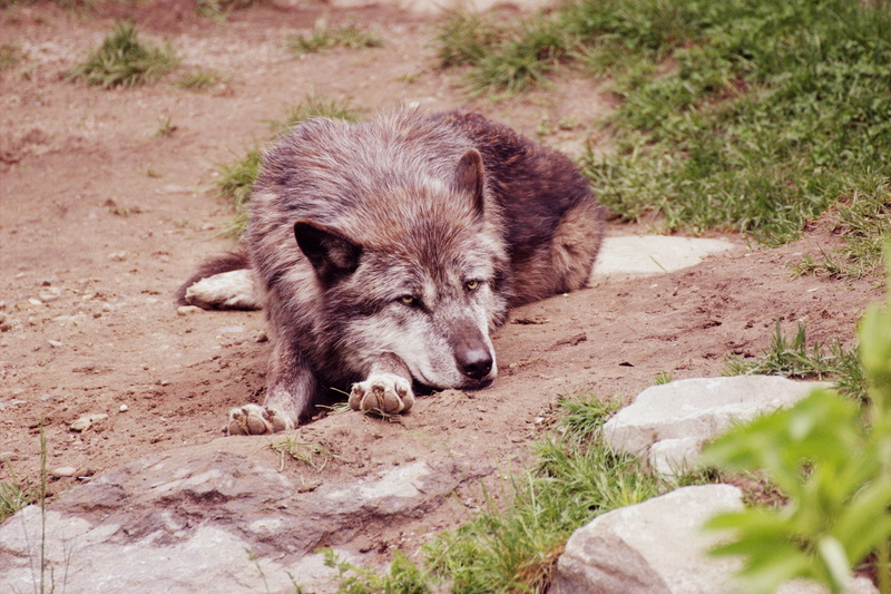 animal themes, grass, no people, field, wolf, land, outdoors, animal world, animals in the wild, lying, domestic, animal, dirt, soil, pets, vertebrate