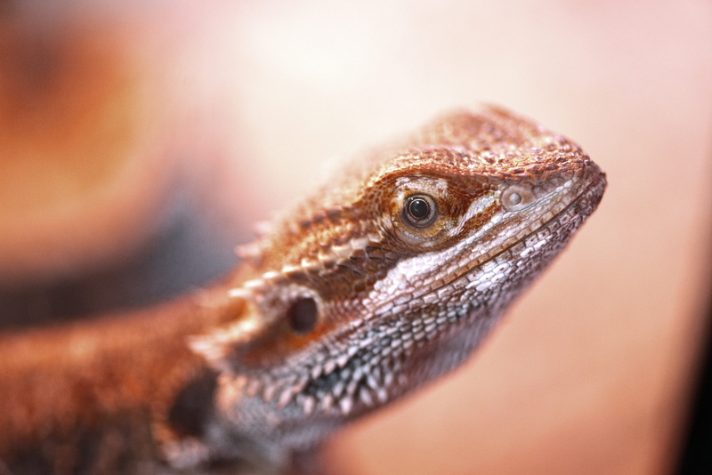 animal mouth, lizard, mouth open, pets, animal, close, dry, insect, vertebrate, side view, bartagam, bun, eye, animal wildlife, food, one animal, animal themes