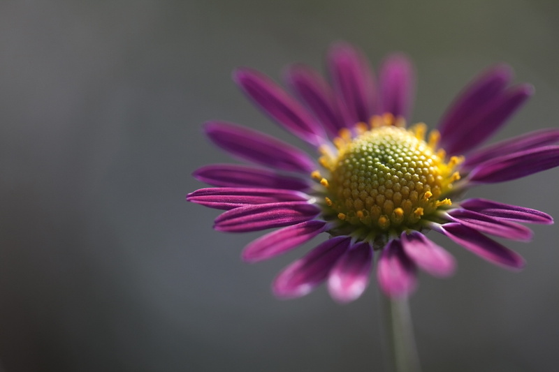 nature, petal, purple, photography, petaled, close-up, summer, 4K, Daisy, self, plant, focus, Canon  5D, flower, Eos, Mk II