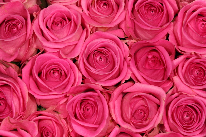 USM, me, f/2, Macro, bouquet, Taipei, 4K, Twin, MT, bronze, love, rose - Flower, Canon EOS 5D Mark II, Canon  EOS  5D, nature, closeup, premium, Rosy