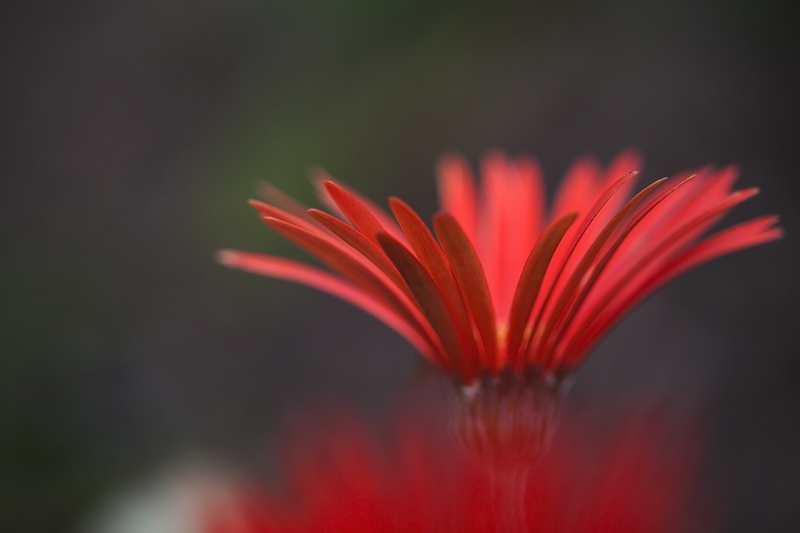 close-up, selective focus, Canon  5D, Eos, plant, flower, petal, Mk II, daisy, 4K, photography, nature, selective, red, focus