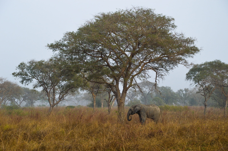 animal themes, elephant, group of animals, nature, animal, african elephant, afrika, 5K, outdoors, two animals, benin, land, environment, animal wildlife