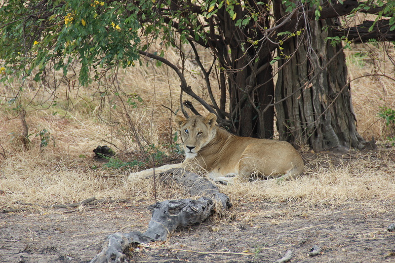 lion - feline, tree, animals in the wild, vertebrate, animal wildlife, animal themes, resting, one animal, 5K, no people, safari, pets, relaxation, nature