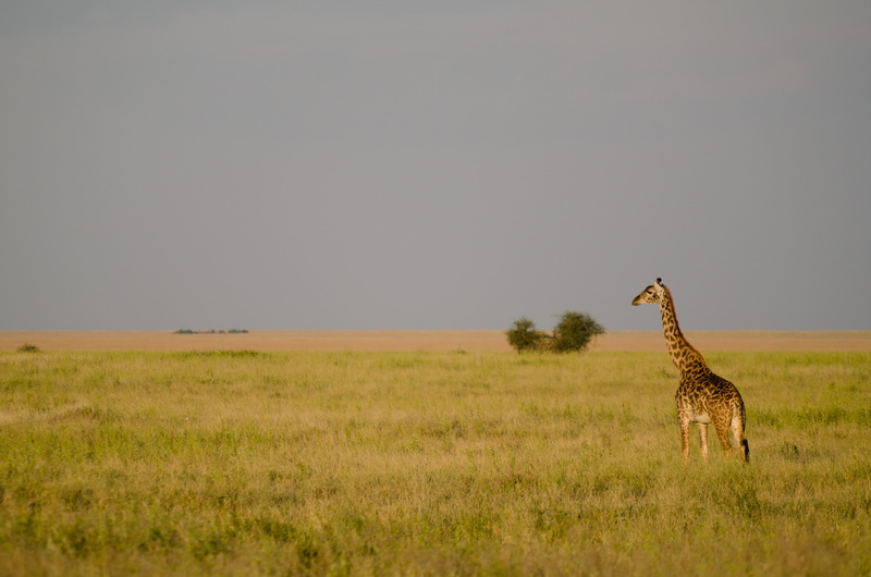 nature Reserve, kenya, animals In The Wild, near, wildlife Reserve, leaf, trees, national Park, Giraffa camelopardalis, african Culture, zebra, Mara, Serengeti National Park