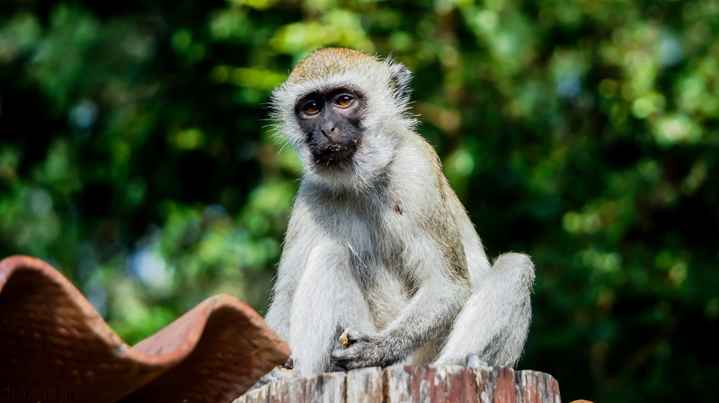 people, vertebrate, mammal, day, primate, nature, bamburi, portrait, animals in the wild, animal, ape, kenya, 4K, animal hair, mombasa, looking, focus on foreground