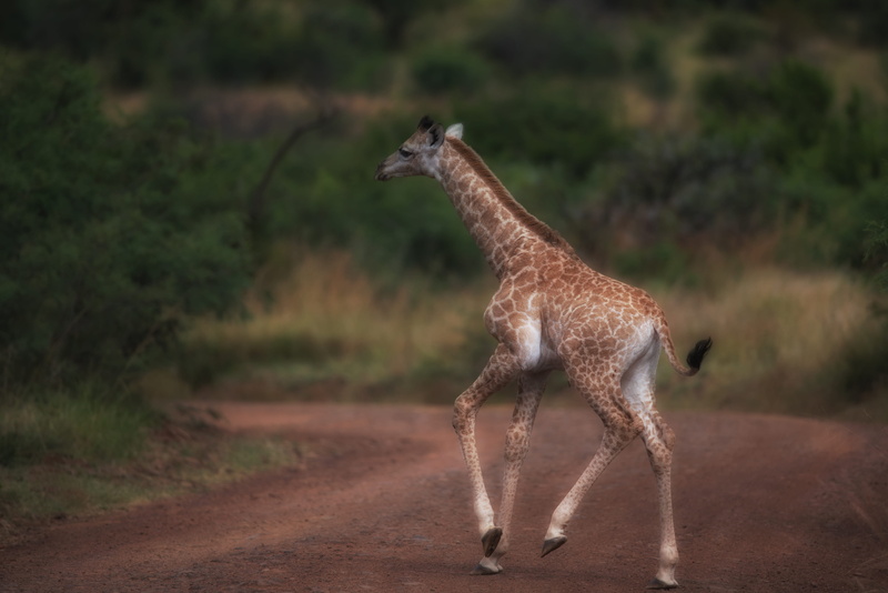 brown, side view, vertebrate, pilanesberg national park, day, full length, young, animal, afrika, standing, road, child, animal themes, south africa, domestic animals