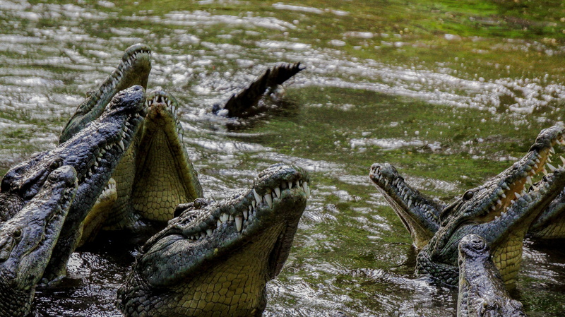 plant, focus on foreground, animal themes, land, no people, vertebrate, flowing water, day, 4K, iguana, animal wildlife, tree, outdoors, water, wood - material