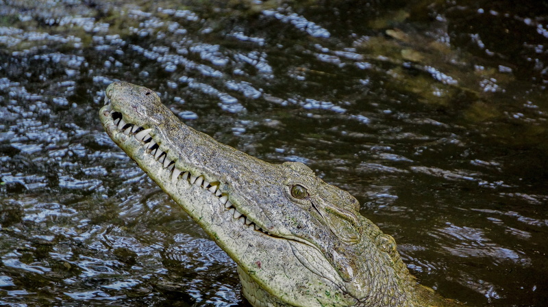 mombasa, alligator, lake, animal body part, animal themes, animal, high angle view, one animal, outdoors, tree, water, reptile, swamp, wild, animal scale