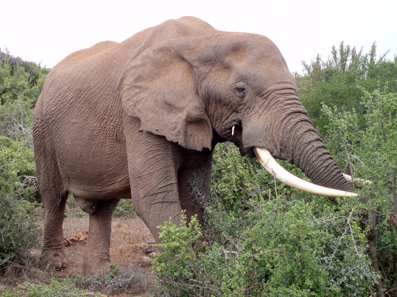 animal themes, tusk, animals in the wild, park, animal wildlife, one animal, tree, field, mammal, african elephant, wildlife, wild, day, herbivorous, 2K